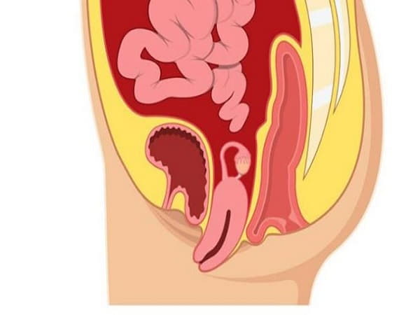 Bài tập Kegel cho nữ giúp giảm đau vùng xương chậu